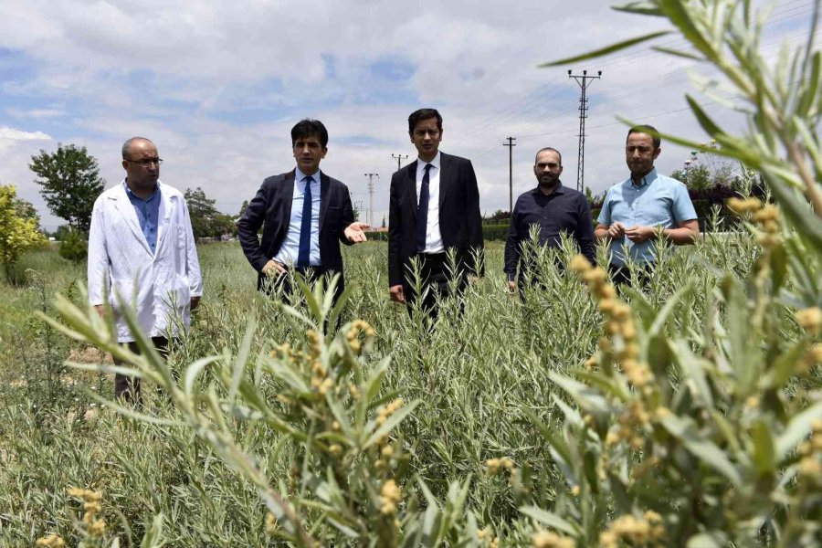 Kop Desteklerine Yerinde İnceleme