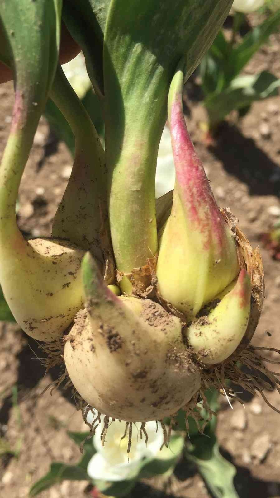 Lale, İbradı’ya Gelir Kaynağı Olacak