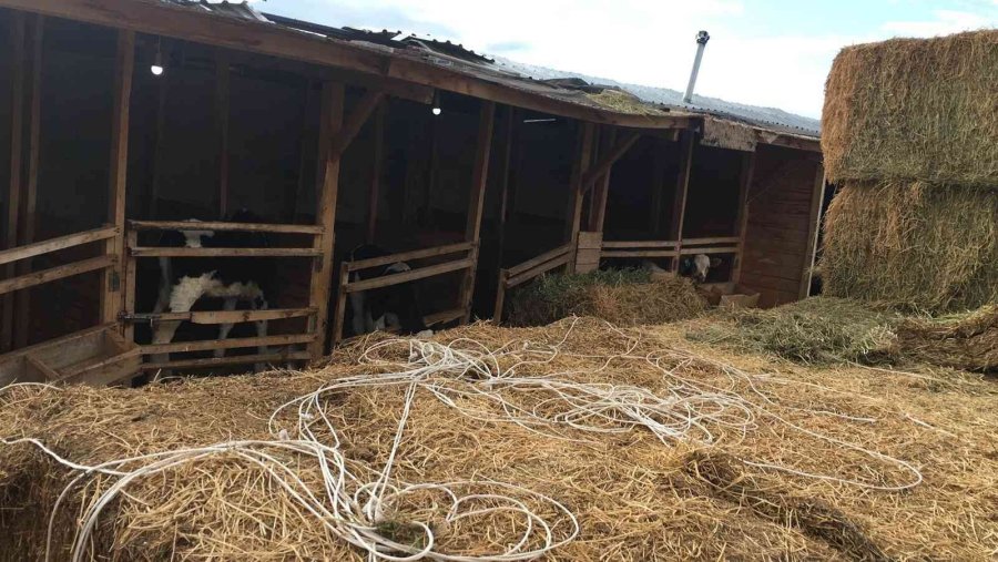 Kurban Bayramı Öncesi Besicilik Yapan Köylüyü Dolandıran Çete Çökertildi