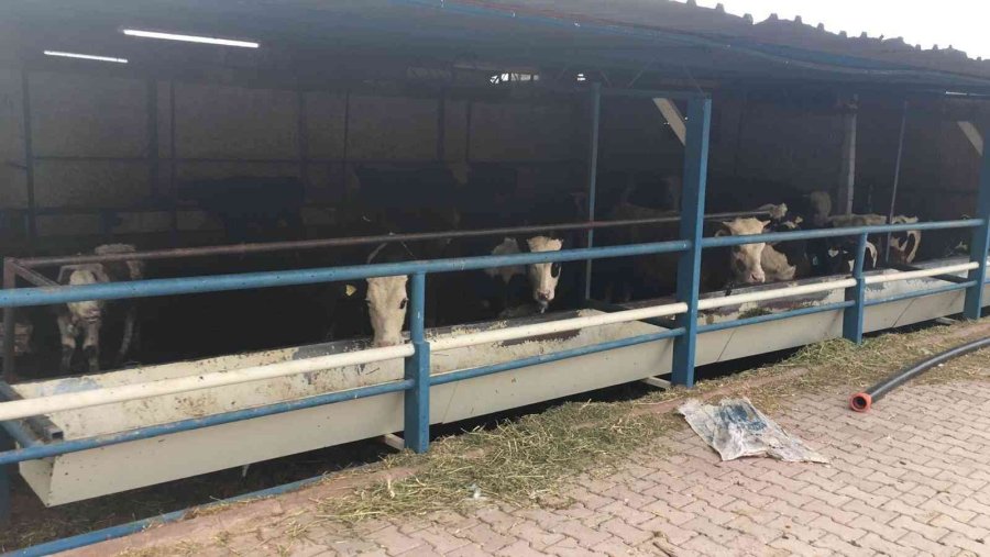 Kurban Bayramı Öncesi Besicilik Yapan Köylüyü Dolandıran Çete Çökertildi