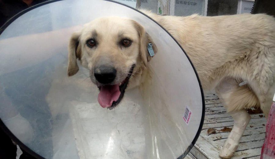 Yaralı Köpek Sağlığına Tepebaşı’nda Kavuşuyor