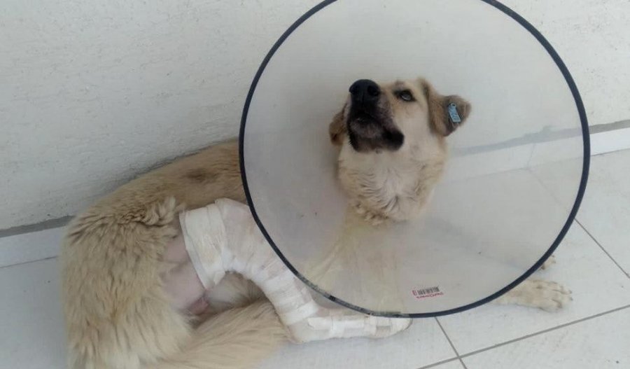 Yaralı Köpek Sağlığına Tepebaşı’nda Kavuşuyor