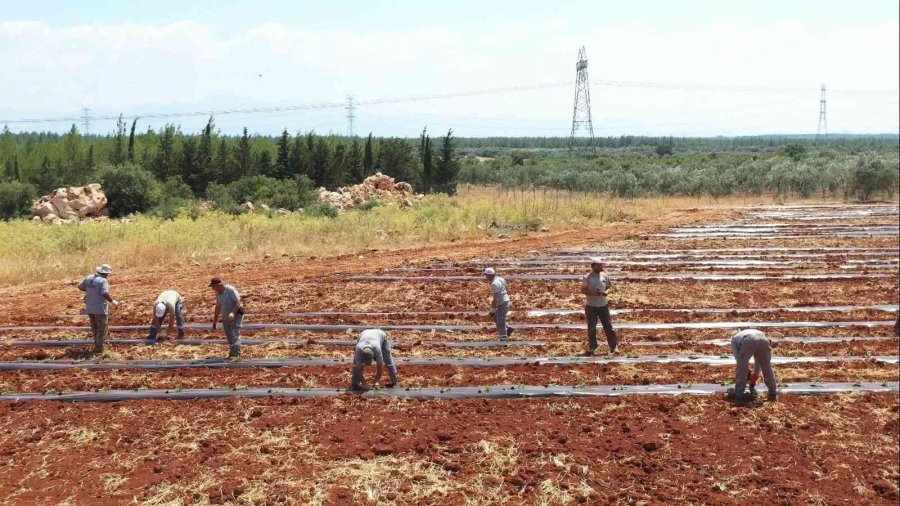 Atıl Araziler Karpuz Ve Kavunla Buluştu