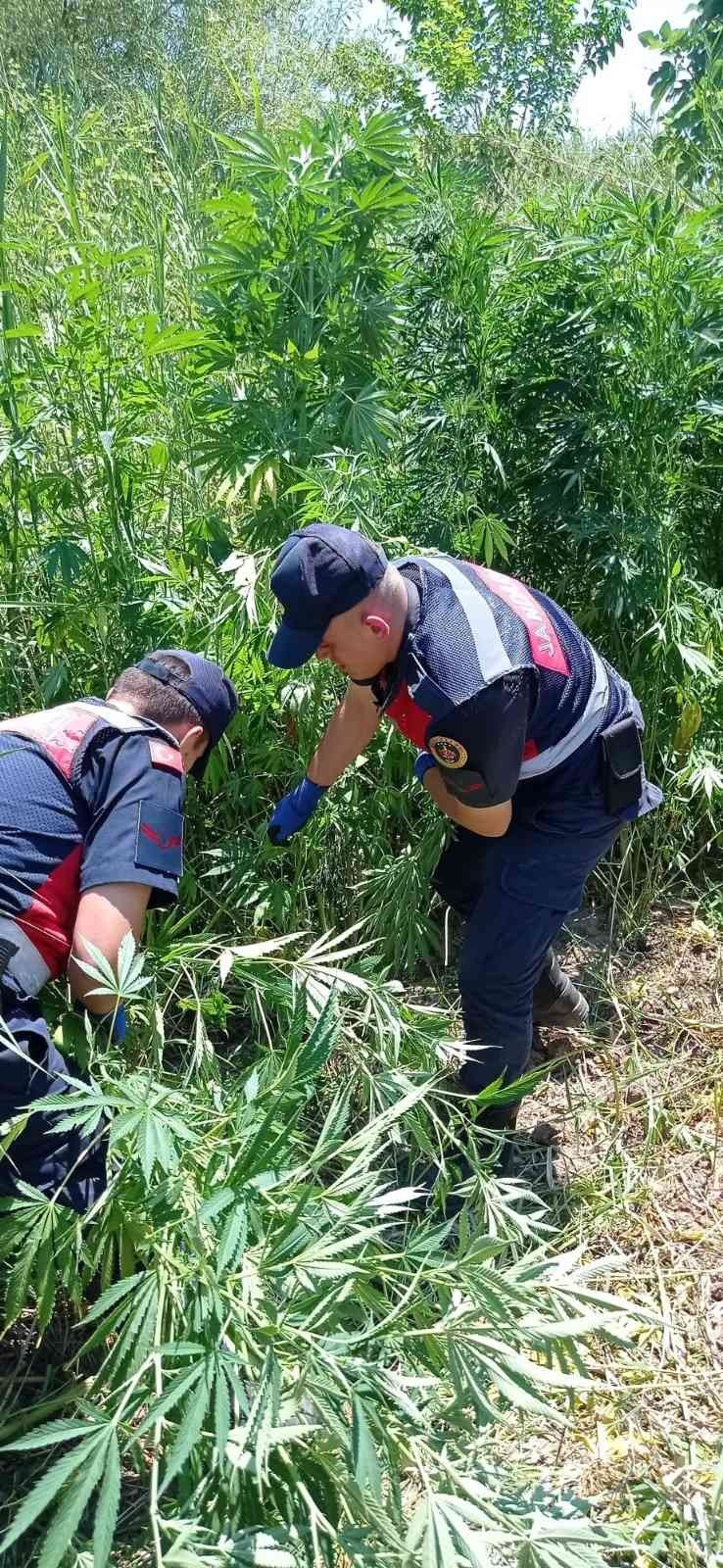 Sazlıklar Arasında Kenevir Üretimine Jandarma Baskını