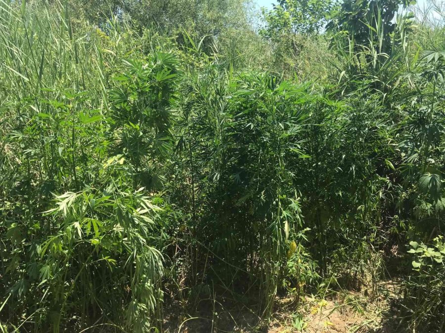 Sazlıklar Arasında Kenevir Üretimine Jandarma Baskını