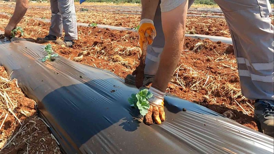 Atıl Araziler Karpuz Ve Kavunla Buluştu