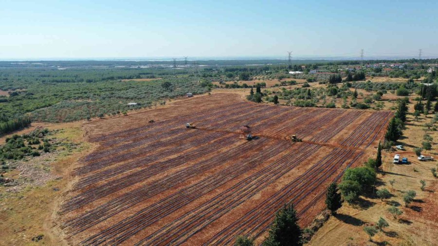 Atıl Araziler Karpuz Ve Kavunla Buluştu