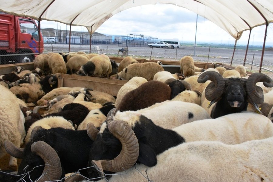 Kocasinan Belediyesi’nin Profesyonel Kurban Hizmeti, Çiftçilerin Takdirini Kazandı