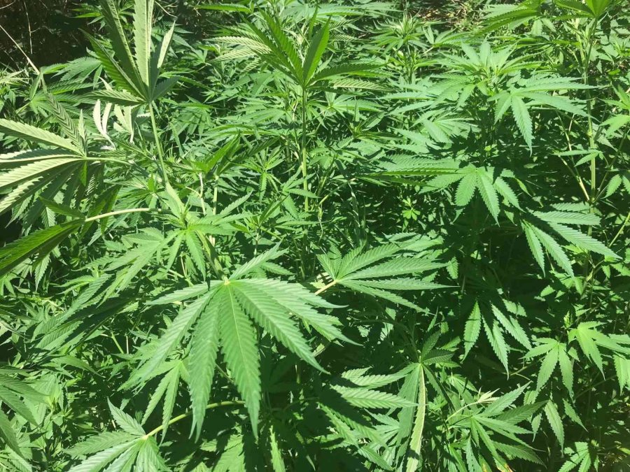 Sazlıklar Arasında Kenevir Üretimine Jandarma Baskını