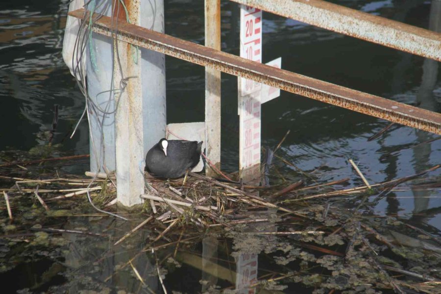 Beyşehir Gölü’ne Kuş Türleri Akın Etmeye Başladı