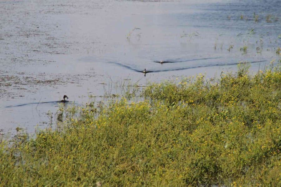 Beyşehir Gölü’ne Kuş Türleri Akın Etmeye Başladı