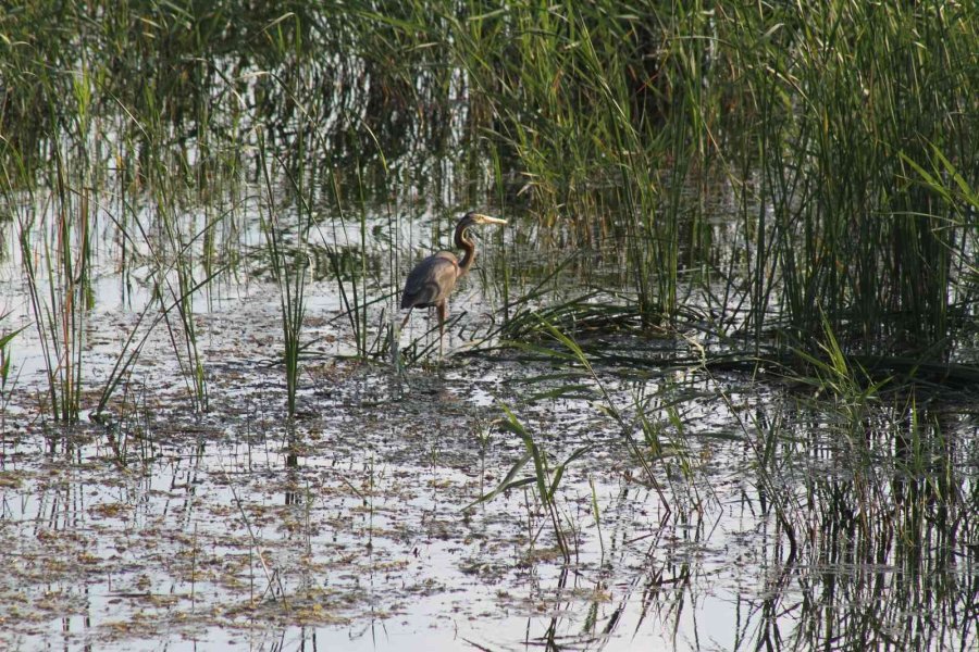 Beyşehir Gölü’ne Kuş Türleri Akın Etmeye Başladı