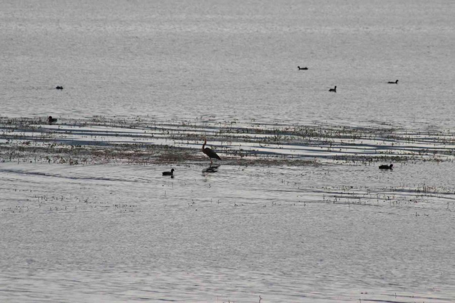 Beyşehir Gölü’ne Kuş Türleri Akın Etmeye Başladı