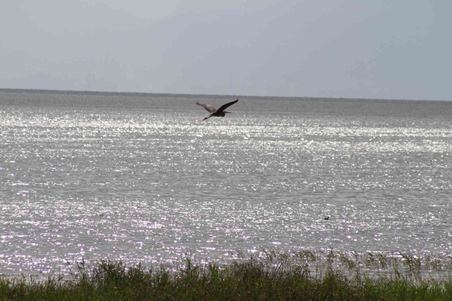 Beyşehir Gölü’ne Kuş Türleri Akın Etmeye Başladı