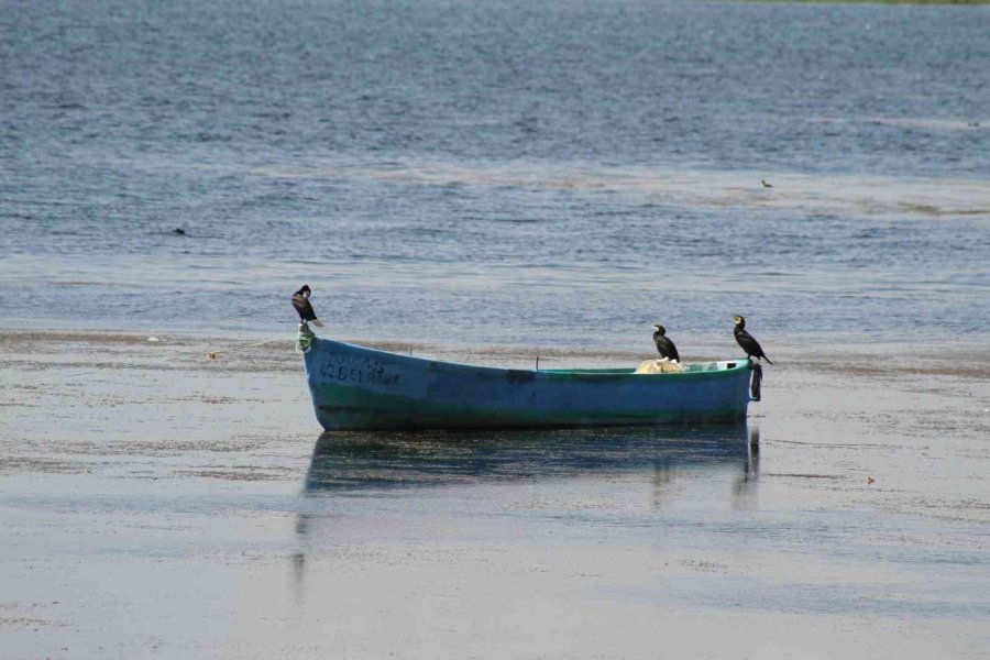 Beyşehir Gölü’ne Kuş Türleri Akın Etmeye Başladı