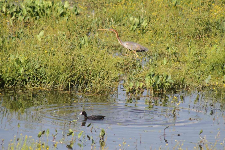Beyşehir Gölü’ne Kuş Türleri Akın Etmeye Başladı
