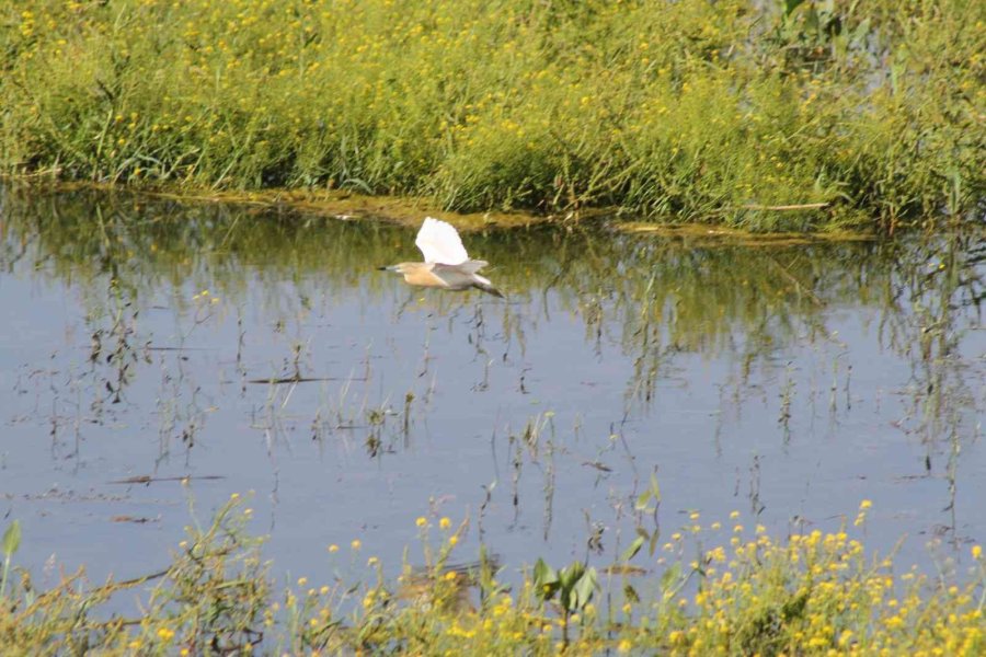 Beyşehir Gölü’ne Kuş Türleri Akın Etmeye Başladı
