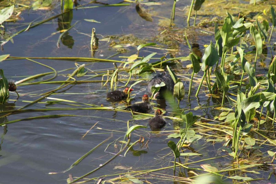 Beyşehir Gölü’ne Kuş Türleri Akın Etmeye Başladı
