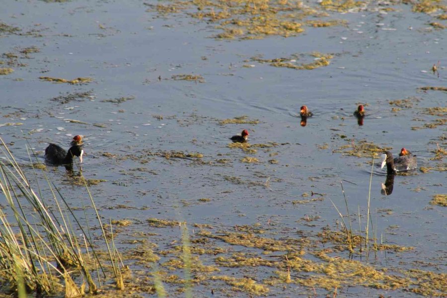 Beyşehir Gölü’ne Kuş Türleri Akın Etmeye Başladı