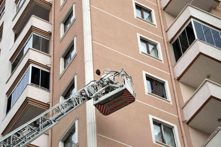 Arılar Oğul Verdi, Belediye Duvardan İndirdi