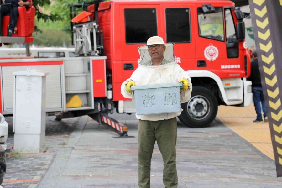 Arılar Oğul Verdi, Belediye Duvardan İndirdi
