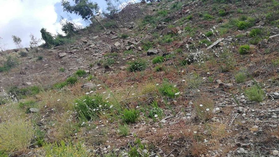 Yolda İnek Ölüsü İhbarı Üzerine Gelen Ekipler Erkek Cesediyle Karşılaştı