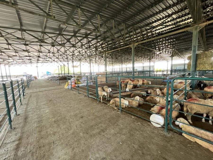 Boş Kalan Hayvan Pazarlarında Umutlu Bekleyiş