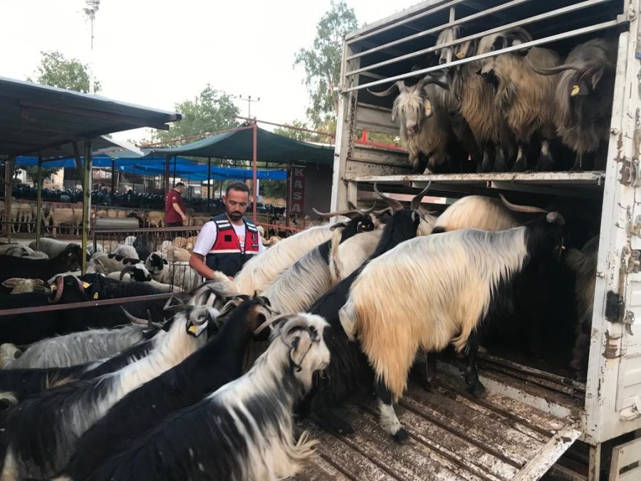 Daha Fazla Para Kazanma Vaadiyle Elindeki Hayvanlarından Da Olacaktı