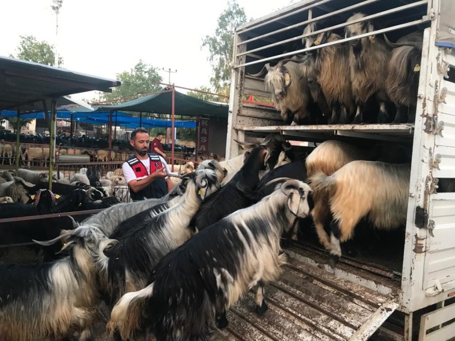 Daha Fazla Para Kazanma Vaadiyle Elindeki Hayvanlarından Da Olacaktı