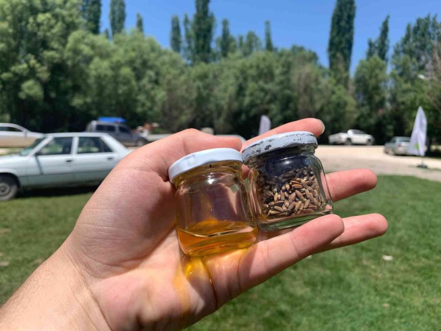 Anadolu’nun Yenilenebilir Bitkisel Enerji Kaynağı ’pelemir’