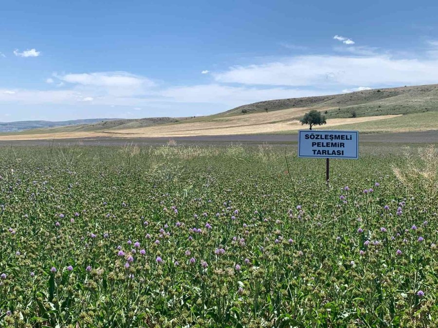 Anadolu’nun Yenilenebilir Bitkisel Enerji Kaynağı ’pelemir’