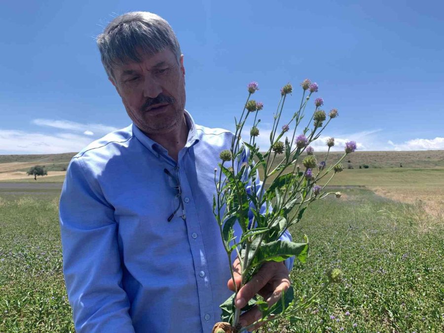 Anadolu’nun Yenilenebilir Bitkisel Enerji Kaynağı ’pelemir’