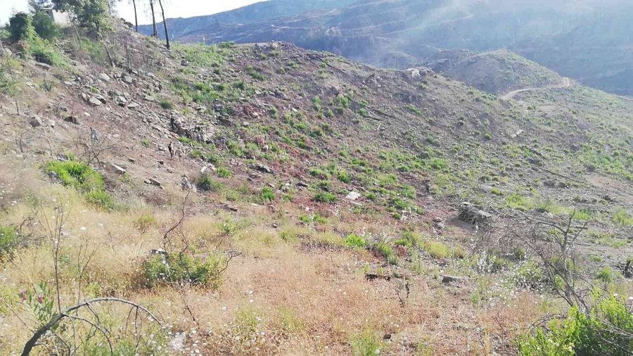 Yolda İnek Ölüsü İhbarı Üzerine Gelen Ekipler Erkek Cesediyle Karşılaştı