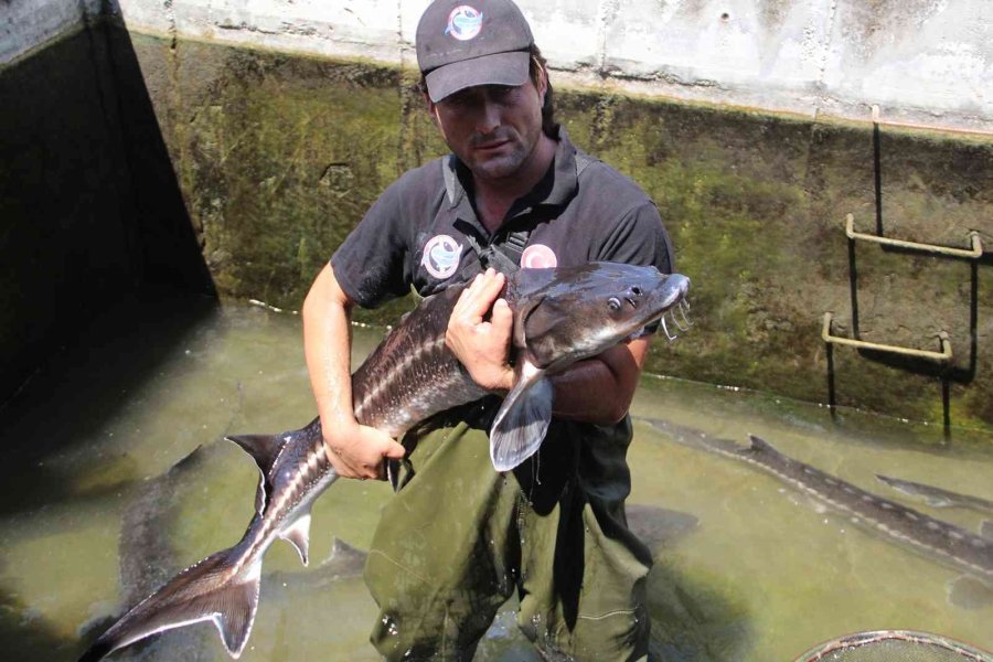 Nesli Tükenme Tehlikesi Altındaki Mersin Balığından 100 Bin Yavru Aldılar