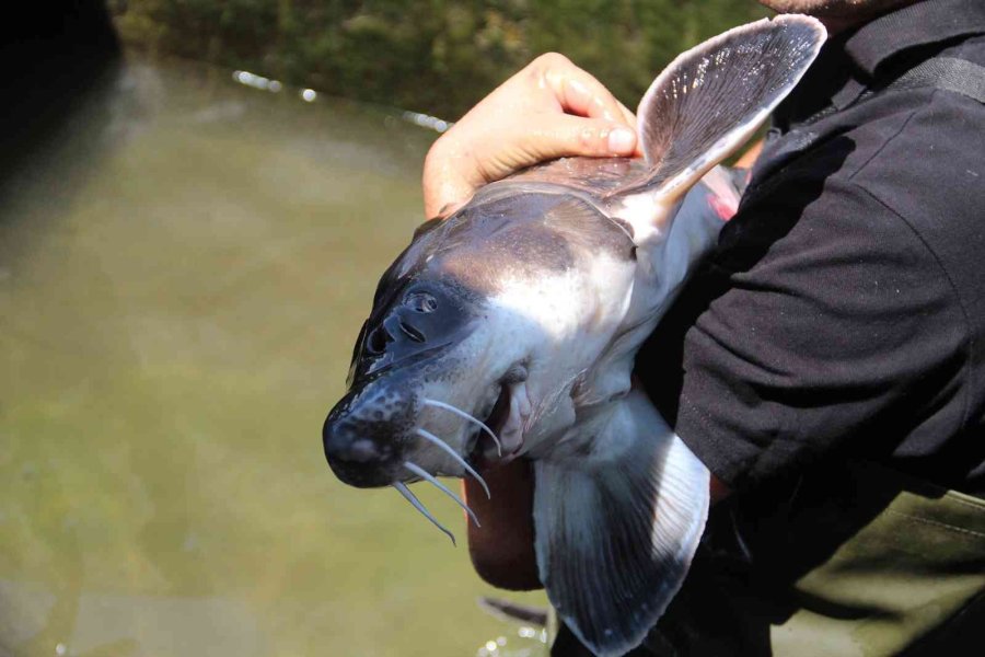 Nesli Tükenme Tehlikesi Altındaki Mersin Balığından 100 Bin Yavru Aldılar