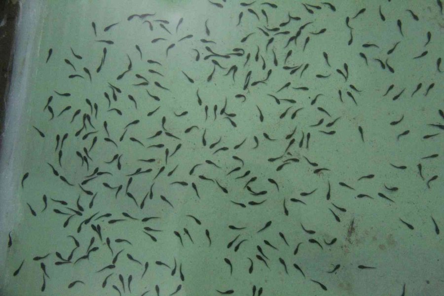 Nesli Tükenme Tehlikesi Altındaki Mersin Balığından 100 Bin Yavru Aldılar