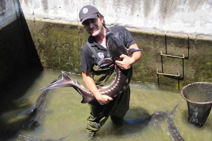 Nesli Tükenme Tehlikesi Altındaki Mersin Balığından 100 Bin Yavru Aldılar