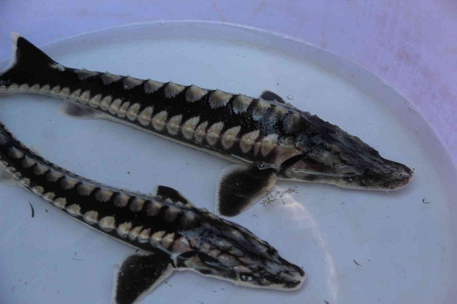 Nesli Tükenme Tehlikesi Altındaki Mersin Balığından 100 Bin Yavru Aldılar