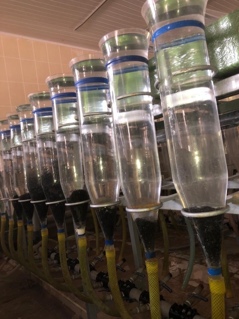 Nesli Tükenme Tehlikesi Altındaki Mersin Balığından 100 Bin Yavru Aldılar