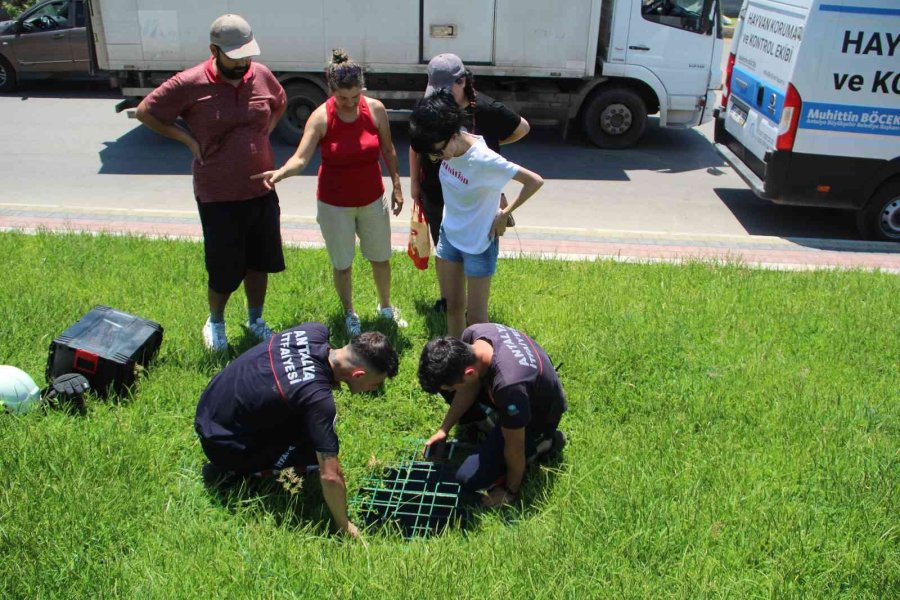 Hayanseverler Ve İtfaiyecilerden 40 Derece Sıcakta Kedi Kurtarma Seferberliği