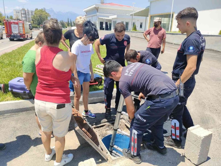 Hayanseverler Ve İtfaiyecilerden 40 Derece Sıcakta Kedi Kurtarma Seferberliği