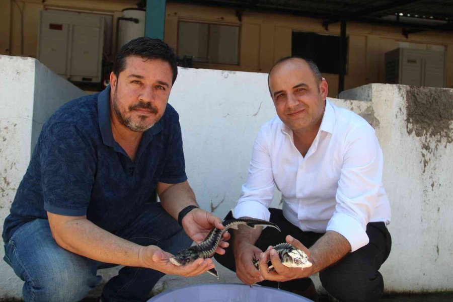 Nesli Tükenme Tehlikesi Altındaki Mersin Balığından 100 Bin Yavru Aldılar