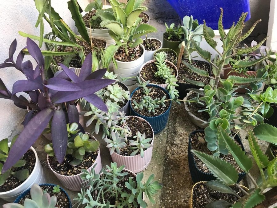 Cumhurbaşkanı Erdoğan’ın Sözünden Etkilendi, Minik Bahçeyi Yeşertti