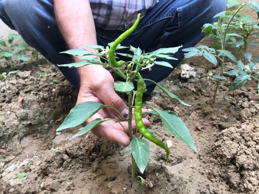 Cumhurbaşkanı Erdoğan’ın Sözünden Etkilendi, Minik Bahçeyi Yeşertti