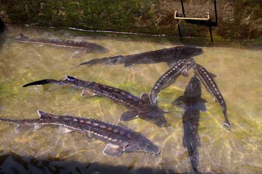 Nesli Tükenme Tehlikesi Altındaki Mersin Balığından 100 Bin Yavru Aldılar