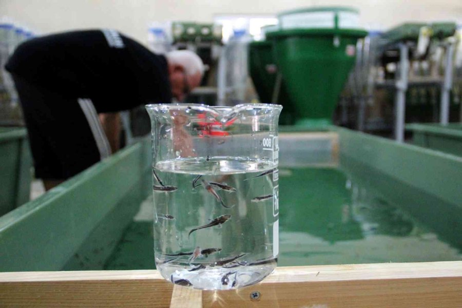 Nesli Tükenme Tehlikesi Altındaki Mersin Balığından 100 Bin Yavru Aldılar