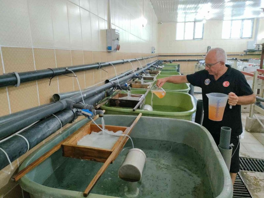 Nesli Tükenme Tehlikesi Altındaki Mersin Balığından 100 Bin Yavru Aldılar