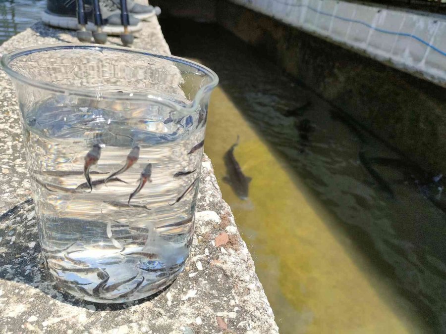 Nesli Tükenme Tehlikesi Altındaki Mersin Balığından 100 Bin Yavru Aldılar