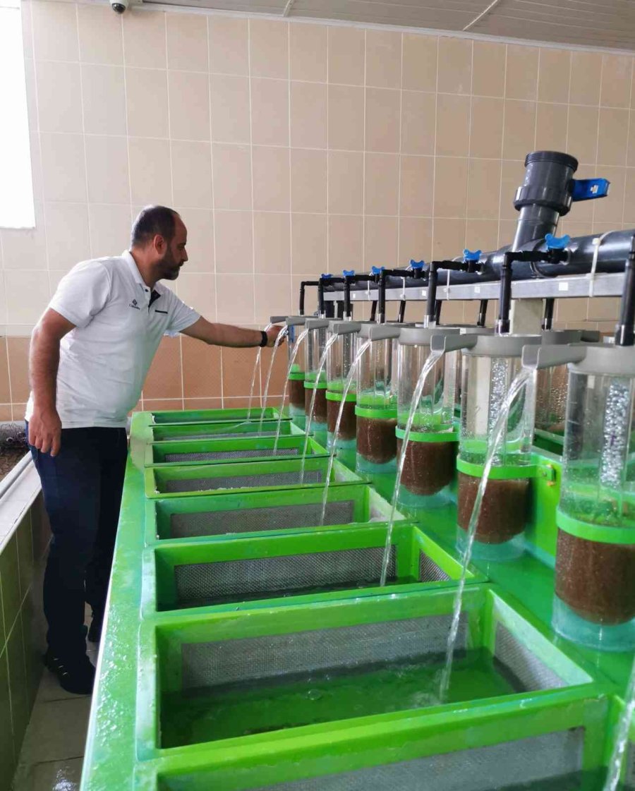 Nesli Tükenme Tehlikesi Altındaki Mersin Balığından 100 Bin Yavru Aldılar