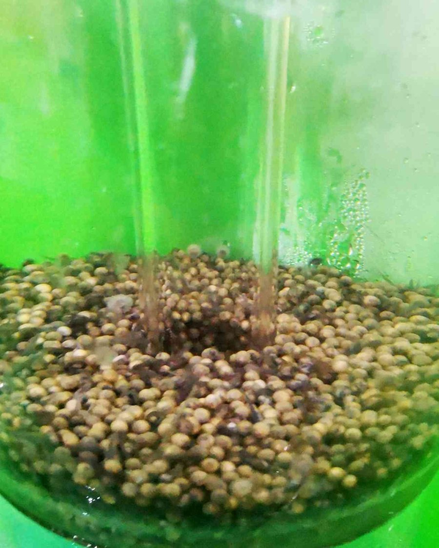 Nesli Tükenme Tehlikesi Altındaki Mersin Balığından 100 Bin Yavru Aldılar